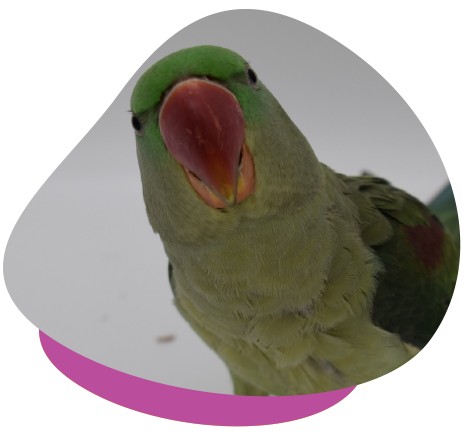 Alexandrine and Ringneck parrots are typically excellent at flying.
