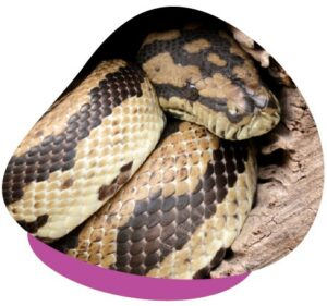 Carpet Pythons Care Sheet: Diet, Behaviour, Size and Enclosure