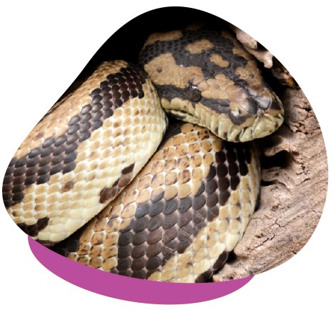 Carefully consider the most appropriate substrate for your carpet python and its environment.