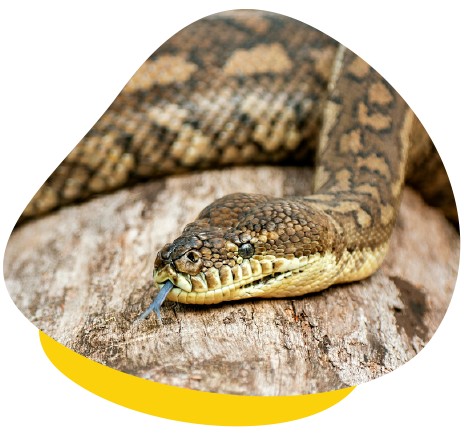 Carpet pythons enjoy basking under a spotlight or heat panel for several hours each day.