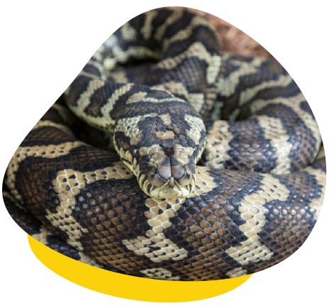 Carpet Pythons should have their own separate enclosures, except when breeding. Ensure that the enclosure is secure and escape-proof.