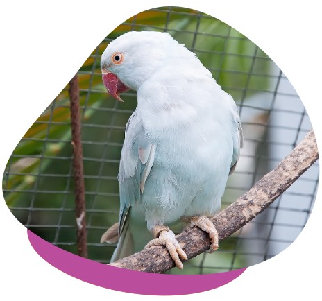 It is highly recommended and encouraged to provide environmental enrichment and foraging opportunities for your parrot.