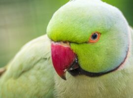 Knowing what a ringneck and alexandrine parrot can eat is essential to maintaining the best care for these pets.