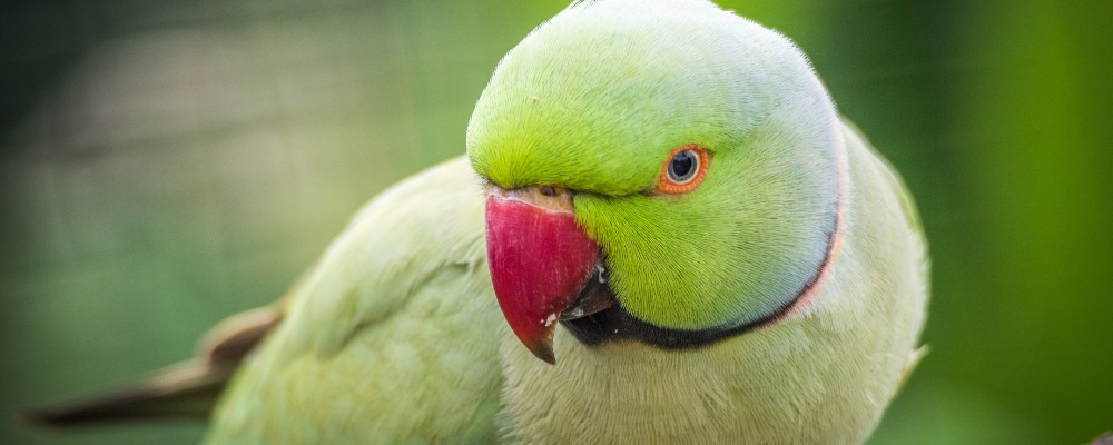 Knowing what a ringneck and alexandrine parrot can eat is essential to maintaining the best care for these pets.