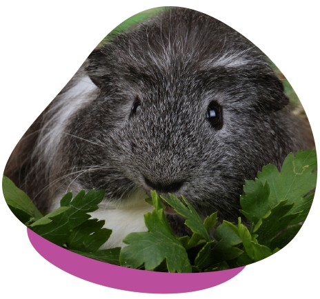 Grey guineapig eating parsley