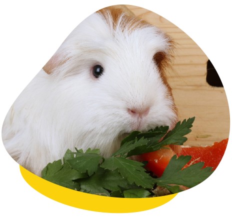 Guinea pig eating parsley