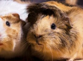Just like humans, guinea pigs need vitamin C in their diets to ensure their well-being and overall health.