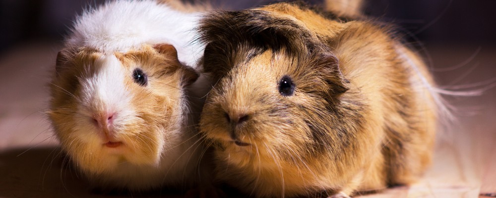 Just like humans, guinea pigs need vitamin C in their diets to ensure their well-being and overall health.