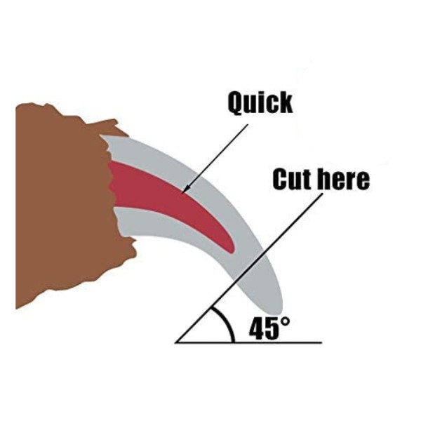 Pet nail clip diagram