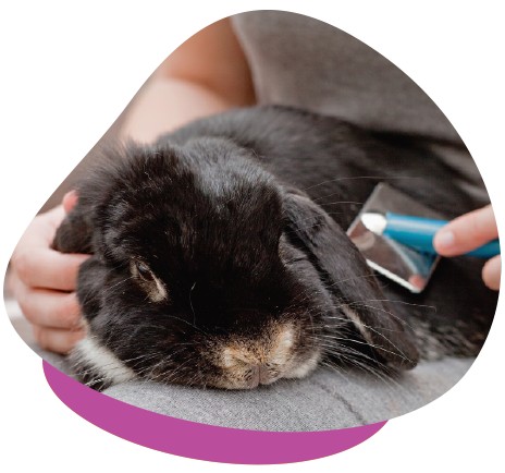 Rabbit groom lap