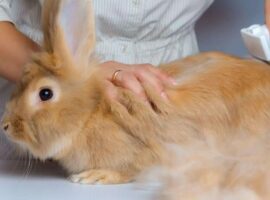 It is essential to groom your pet rabbit as part of their care routine in order to maintain their health, appearance, and comfort.