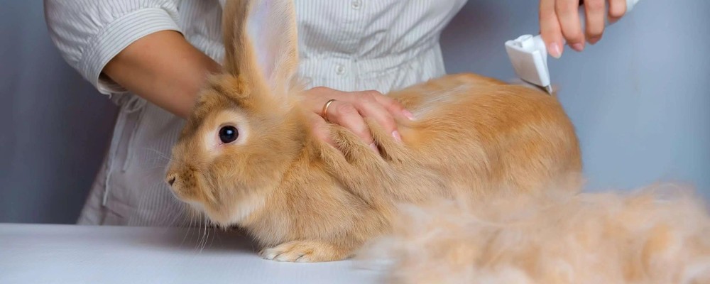 It is essential to groom your pet rabbit as part of their care routine in order to maintain their health, appearance, and comfort.