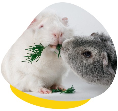 Two guinea pigs eating dill