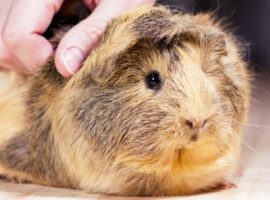 If you notice any signs of a skin condition, take your guinea pig to the veterinarian for diagnosis and treatment.