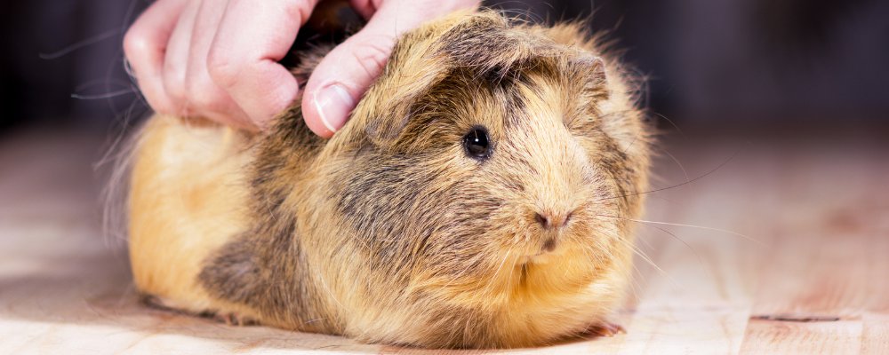 If you notice any signs of a skin condition, take your guinea pig to the veterinarian for diagnosis and treatment.