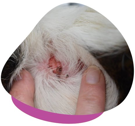 Guineapig skin condition