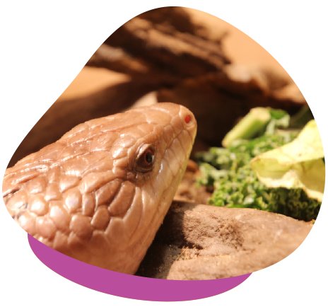 Did you know 40-60% of a blue tongue lizards diet is leafy greens such as kale, collard greens and lettuce.