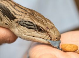 Find out what blue tongue lizards eat