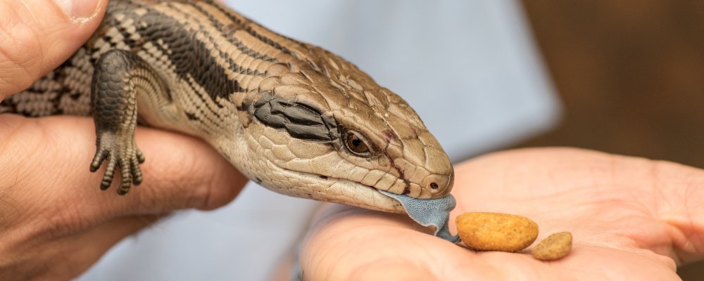 Find out what blue tongue lizards eat