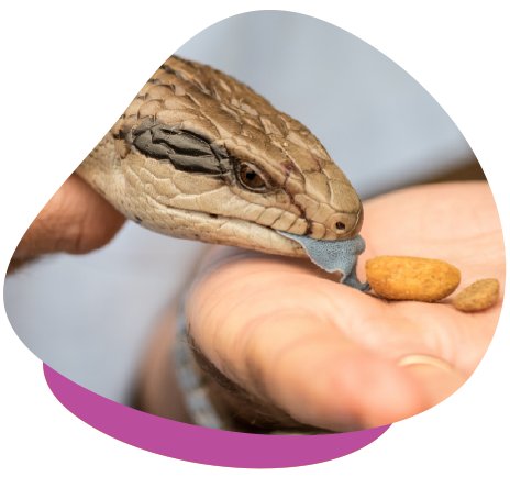 Blue tongue eating