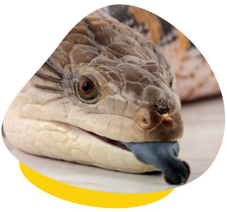 Blue-tongue lizards have diverse dietary requirements, encompassing a mixture of vegetables and animal protein.
