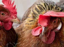 Two pet chickens in a backyard, highlighting proper pet chicken care