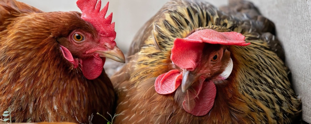 Two pet chickens in a backyard, highlighting proper pet chicken care