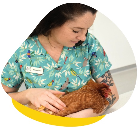 Nursing chicken