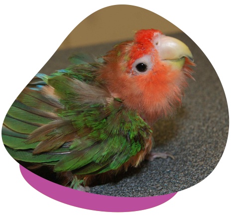 Psittacine beak and feather disease