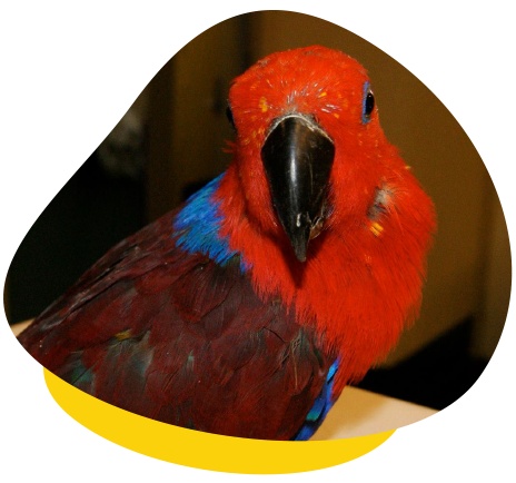 Psittacine beak and feather disease