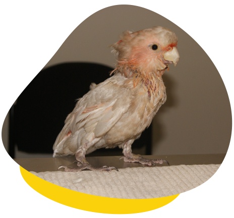 Psittacine beak and feather disease