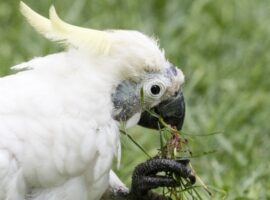 Cockatoo eating grass