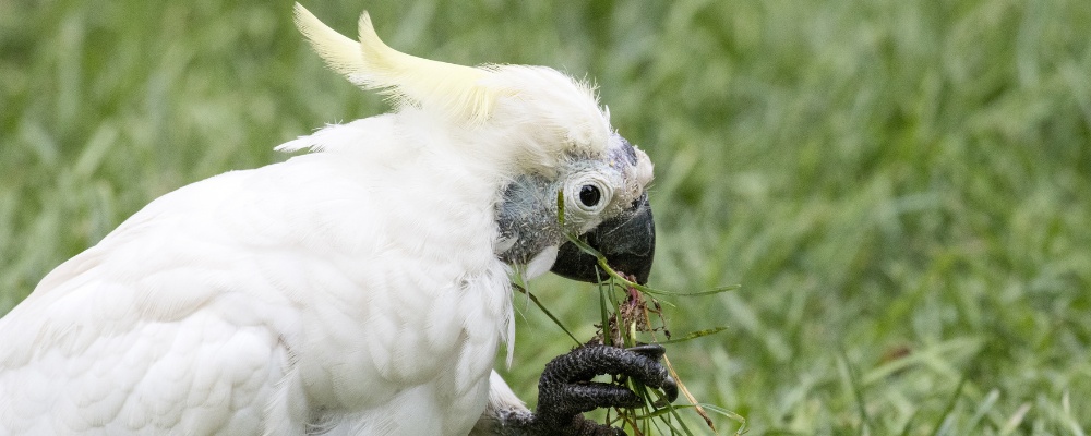 Cockatoo eating grass