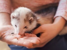 Feeding your ferret