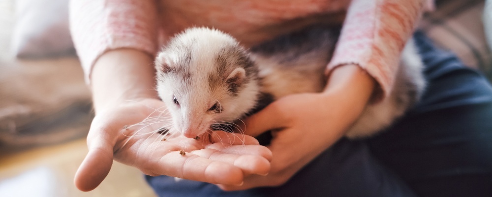 Feeding your ferret