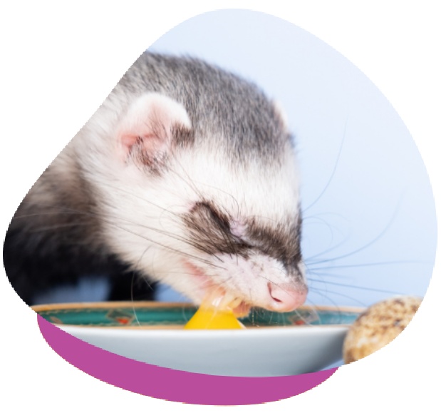 Ferret eating