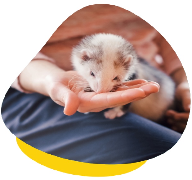 Ferret feeding from hand