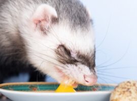 Ferret feeding recipe