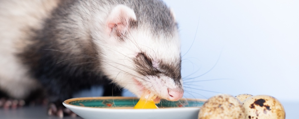 Ferret feeding recipe