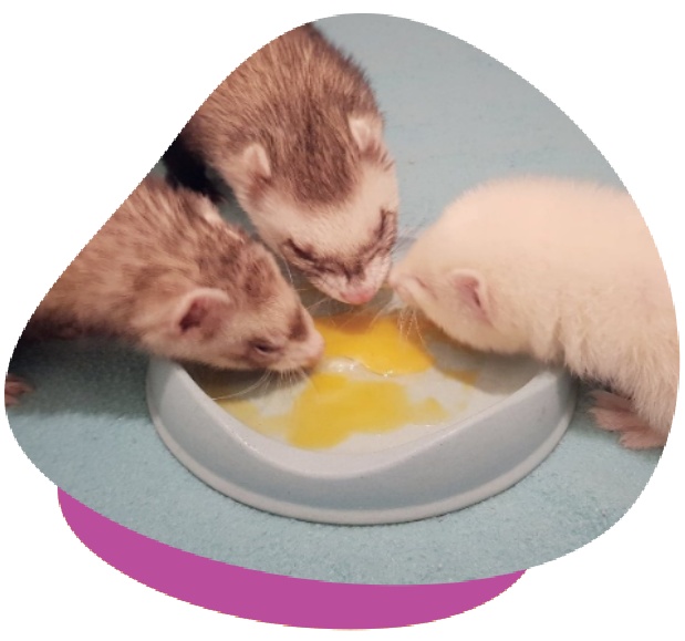 Ferrets eating egg