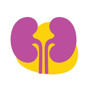 Kidney