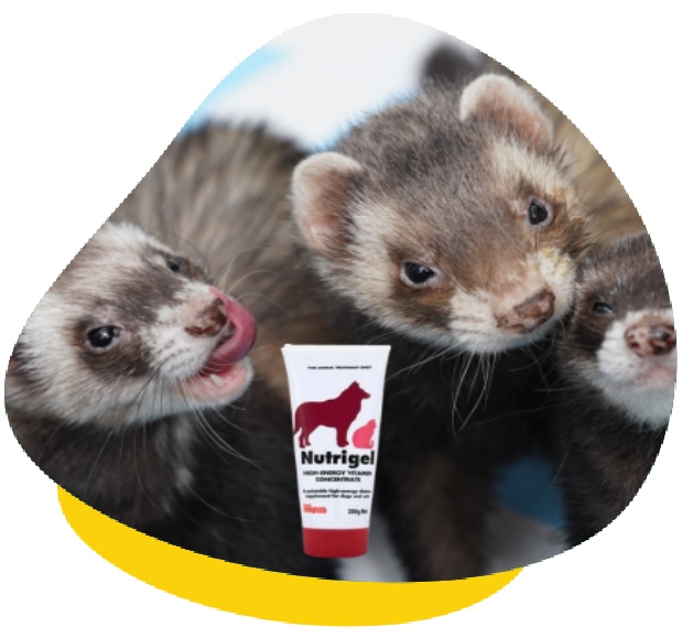 Nutrigel ferret