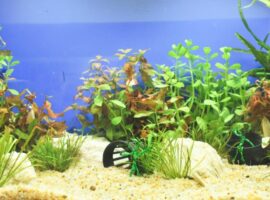 Aquarium water quality