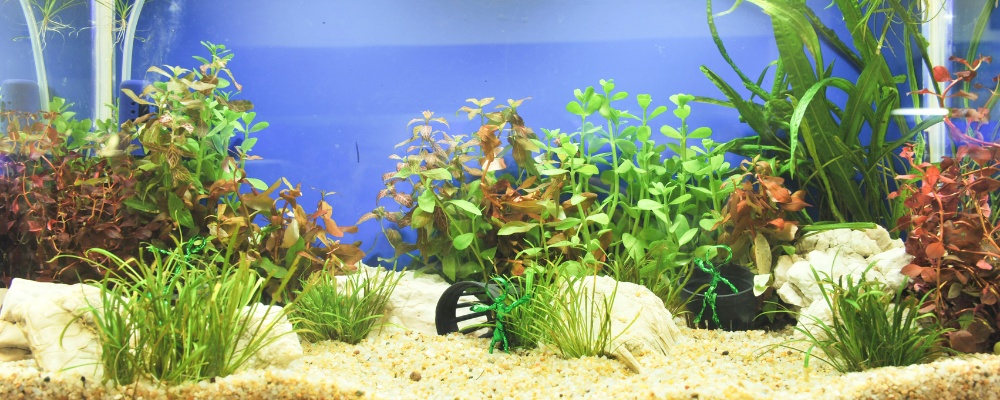 Aquarium water quality