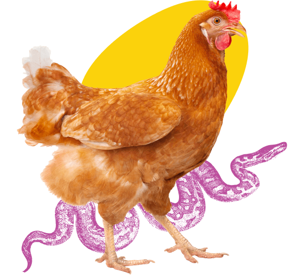 Chicken