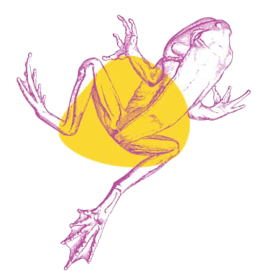 Frog questionnaire