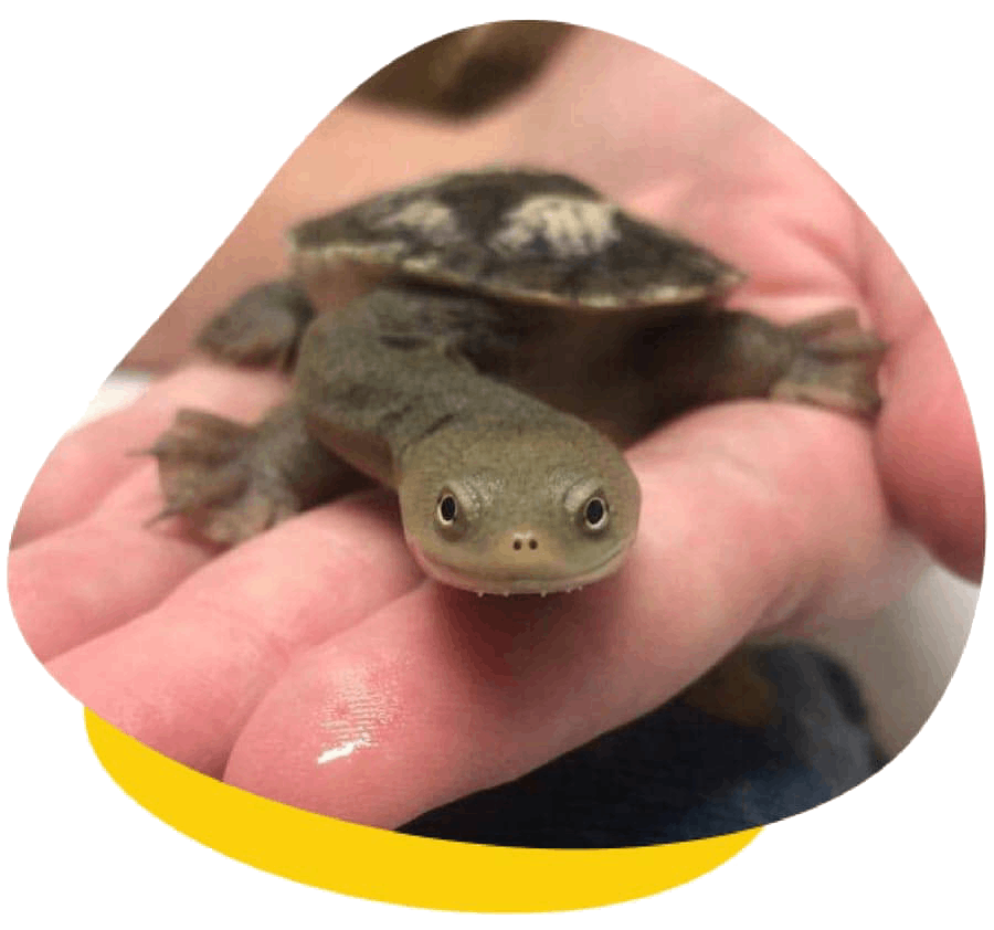 Paddlestart turtle