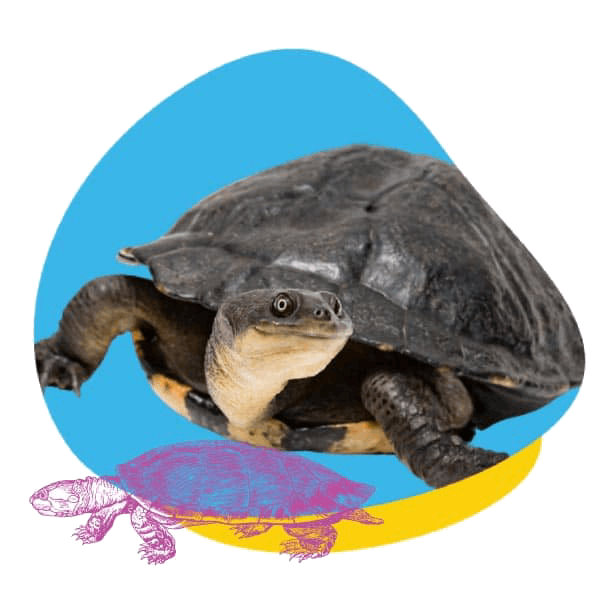 Paddlestart turtle
