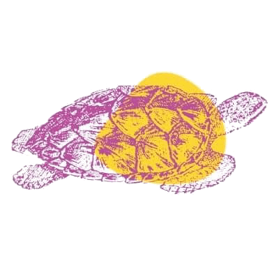 Turtle questionnaire image