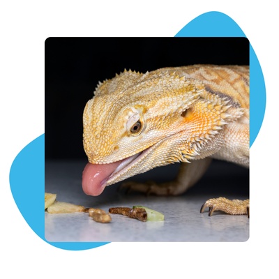 Bearded dragon eating